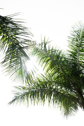 areca-palm-kentia-goudpalm-plantenverhuur-de-beste-kantoorplanten