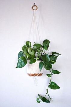 hangplant-blog-plantenbakken-en-potten-plantenverhuur