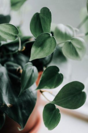 philodendron-plantenverhuur-de-beste-kantoorplanten