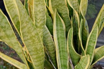 sansevieria-plantenverhuur-de-beste-kantoorplanten
