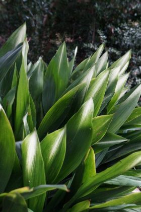 slagersplant-aspidistra-plantenverhuur-de-beste-kantoorplanten