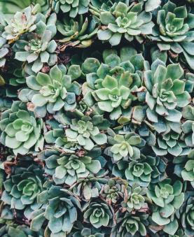 succulents-vetplanten-plantenverhuur-de-beste-kantoorplanten