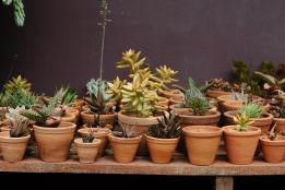 terra-cotta-plantenpotten-plantenbak-trouwerij-huwelijk-styling-plantscapes-plantenverhuur