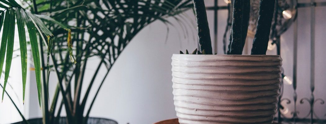 wat-doet-plantscapes-interieurbeplanting-kantoor-event